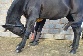 Speed up Rehabilitation through Equine Pilates™ and Reduce Future Injures